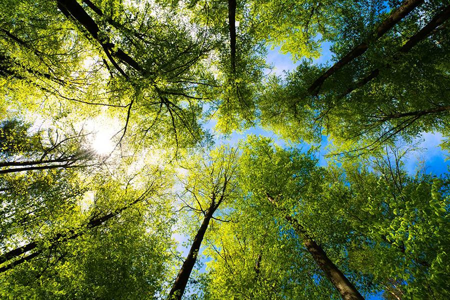 view up at the tree tops